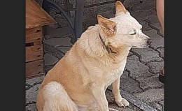 Continuano le ricerche del cane fuggito dopo l'incidente: "E' spaventato, scappa"