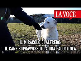 Il miracolo di Alfredo: il cane che è sopravvissuto a una pallottola (VIDEO)