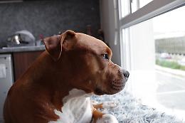 Un cane rischia la morte per eutanasia. Si chiama Aci. Animalisti in piazza. L'appello al sindaco