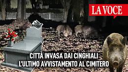 Una città invasa dai cinghiali: l'ultimo avvistamento al CIMITERO (VIDEO)