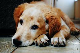 Dona la Spesa per gli amici animali: un aiuto concreto per cani e gatti abbandonati in estate