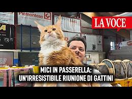 Mici in passerella: un'irresistibile riunione di gattini