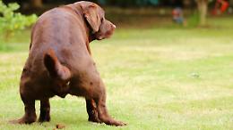 Il Comune cerca volontari per controllare chi non raccoglie la cacca dei cani