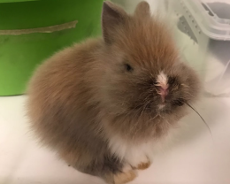 Un cuore grande così: raccoglie un coniglio cucciolo in fin di vita e lo porta al Pronto Soccorso