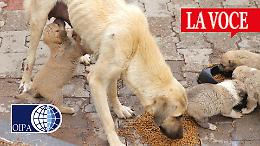 Soli e affamati: il dolore degli animali colpiti dal terremoto in Siria e Turchia
