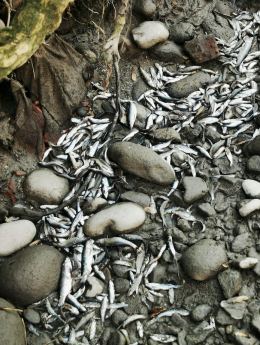 Sparisce l'acqua dal rio, migliaia di pesci morti