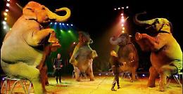 Il Circo arriva in città ma il Comune si schiera contro l'uso degli animali negli spettacoli