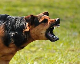 Aggressione di un cane al parco: un animale ferito e il padrone al Pronto Soccorso