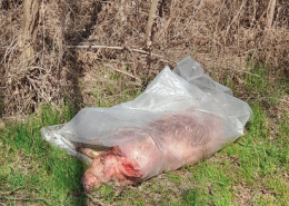 Buttano un maiale morto di fianco alla strada