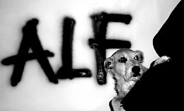 Giglio Vigna condanna l'attacco dell'Alf alla Coldiretti