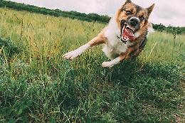 Attaccato dai cani mentre fa jogging