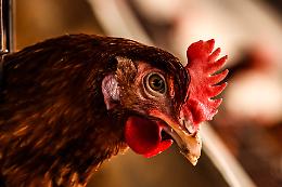 Una gallina con cui guardare la tv in salotto? L'idea dell'azienda