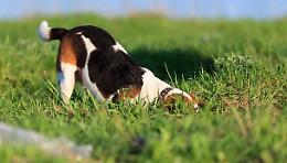Occhio ai bocconi avvelenati nei parchi! Un cane è già morto 