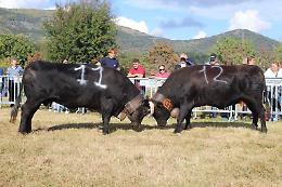 Torna la battaglia delle Reines!