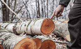 Abbattuti gli alberi del bosco, scoppia la protesta dei cittadini 