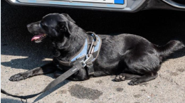 Il cane veglia la bara della padrona e le dice "Addio"