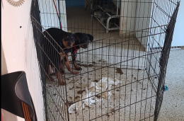 Cuccioli abbandonati in una gabbia, in mezzo agli escrementi 