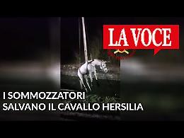 I sommozzatori salvano il cavallo Hersilia (VIDEO)