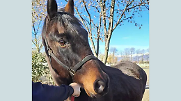 Il cavallo abbandonato Remì ha trovato una casa