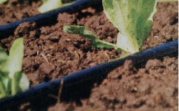 Per il suo sistema di irrigazione innovativo serviva un tubo sotterraneo: il Tar gli dà torto