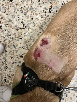 Cagnolino aggredito e morsicato da un pitbull