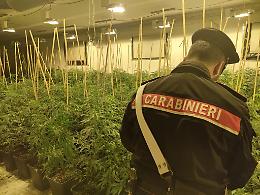 Una piantagione di marijuana dentro un capannone abbandonato. Quattro arresti