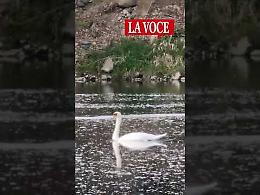 Avvistato un cigno bianco nel Po a Chivasso (VIDEO)