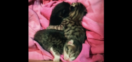 Getta in una scatola i gattini appena nati e li abbandona al cimitero