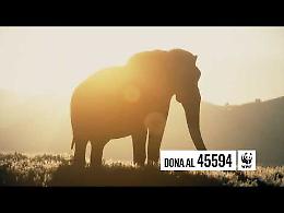 WWF lancia l'SOS: salviamo gli elefanti, stanno per estinguersi