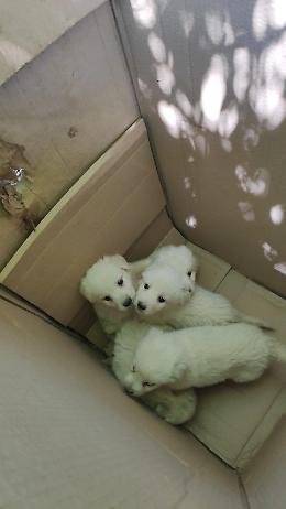 5 cuccioli di pastore maremmano abbandonati in una scatola nel bosco