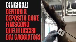 EMERGENZA CINGHIALI: Dentro il parco c'è un deposito per stoccare quelli uccisi