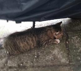 Gattini avvelenati in paese: parte la denuncia alla forestale