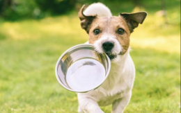 Il rifugio per cani chiede aiuto per le provviste, in 24 ore si ritrova sommerso di cibo