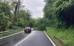 Maltempo: cade una pianta lungo la Provinciale 56, chiusa la strada per Perosa
