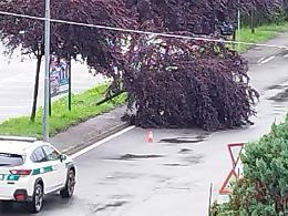 Albero cade in strada, indagini in corso