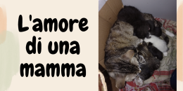 Questa mamma gatta adotta e allatta i micetti abbandonati 