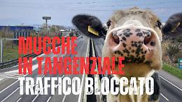 Mandria di mucche scappa dal recinto e finisce in tangenziale 