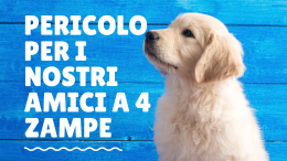 È allarme cani avvelenati al parco giochi