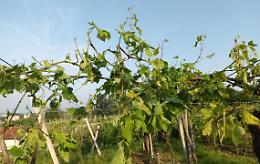 L'apocalisse tra i vigneti: "Ci sentiamo abbandonati"