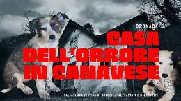 Casa dell’orrore in Canavese: salvati una ventina di cuccioli (VIDEO)