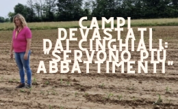 I cinghiali le devastano i campi: "Chiediamo più abbattimenti"