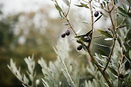 Cresce l'eccellenza del frantoio di comunità: un successo di produzione e qualità dell'olio d'oliva