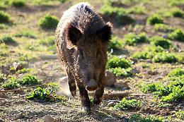 Sgozzati e poi mangiati: ecco la nuova sagra del cinghiale