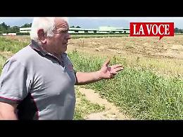 Agricoltori senza terreni: colpa del fotovoltaico (IL VIDEO)