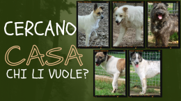 5 cagnolini rimasti “orfani” ora sono pronti per l’adozione