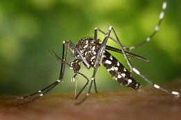 Primo caso di West Nile Virus a San Mauro: il Comune punta tutto sulla prevenzione