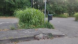 Giungla urbana. "Ma il Comune cosa aspetta a tagliare l'erba?" (FOTO)
