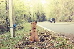 Dove sei? Un cane non è un oggetto, non puoi semplicemente gettarlo via quando non ti serve più.