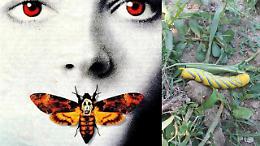 Trova un lepidottero del "Silenzio degli innocenti" nell'orto