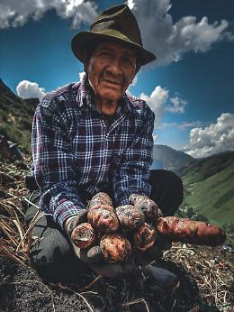 Le patate